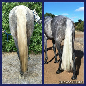 MP Oh So Silver Shampoo